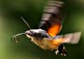 Sphinx-colibri photographié par Carlos Ferreira à Metz