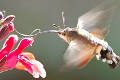 Sphinx-colibri