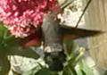 Sphinx-colibri