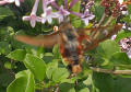Hummingbird-moth