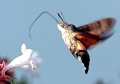 Sphinx-colibri photographié par Patricia Bavier à Carnac
