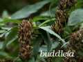 buddleia fruits